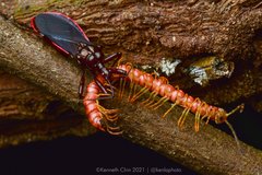 Opisthodolichopus scandens•&copy; Kenneth Chin•All Rights Reserved