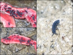 Collembola sp. "bcd071a8"