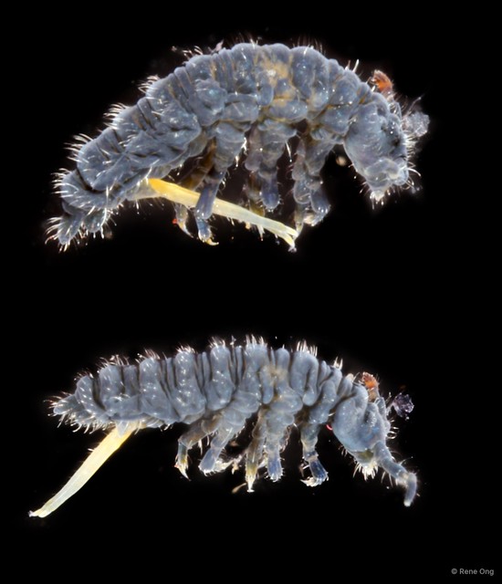 Collembola sp. "INT-0720"•&copy; Rene Ong•All Rights Reserved