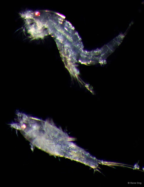 Copepoda sp. "Copepod 1"•&copy; Rene Ong•All Rights Reserved