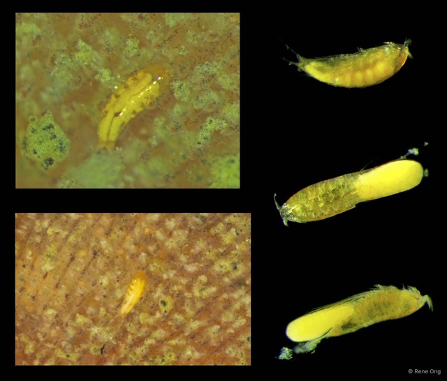 Copepoda sp. "Copepod 10"•&copy; Rene Ong•All Rights Reserved