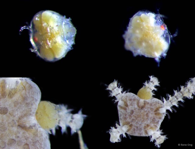 Copepoda sp. "Copepod 11"•&copy; Rene Ong•All Rights Reserved