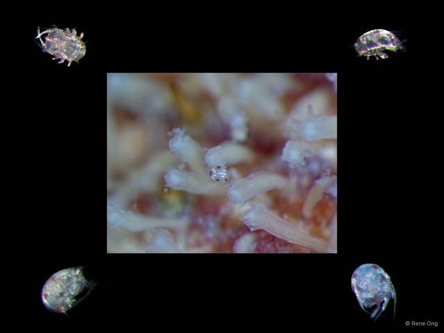 Copepoda sp. "Copepod 12"•&copy; Rene Ong•All Rights Reserved