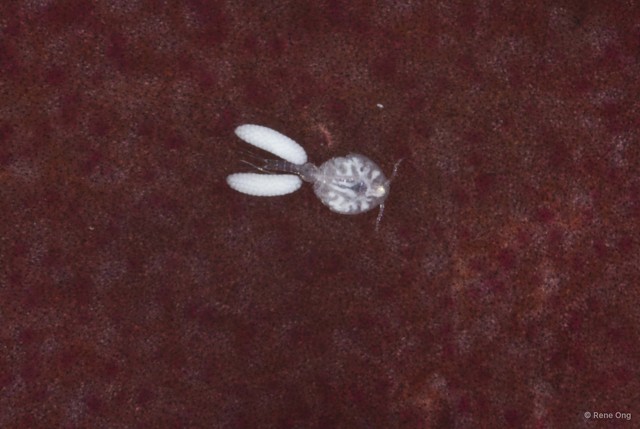 Copepoda sp. "Copepod 13"•&copy; Rene Ong•All Rights Reserved