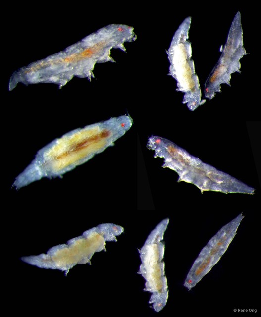 Copepoda sp. "Copepod 15"•&copy; Rene Ong•All Rights Reserved