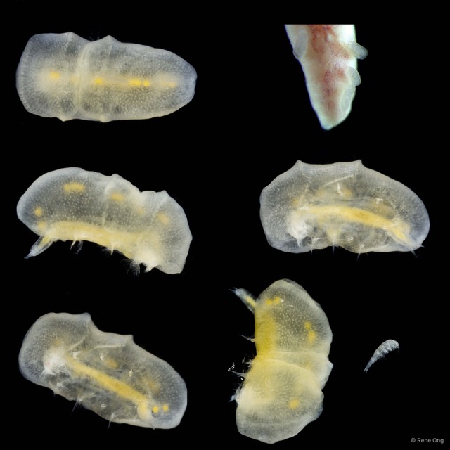 Copepoda sp. "Copepod 16"•&copy; Rene Ong•All Rights Reserved