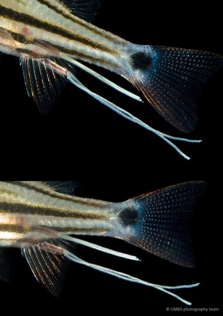 Copepoda sp. "Copepod 17"•&copy; CMBS photography team•All Rights Reserved