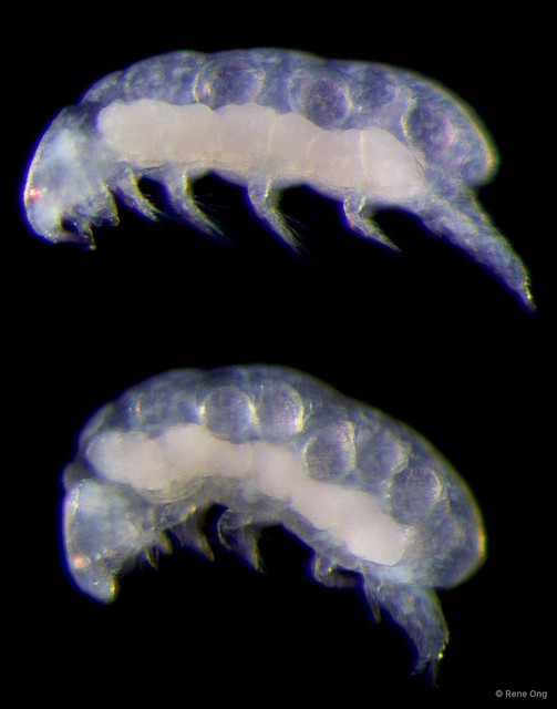 Copepoda sp. "Copepod 2"•&copy; Rene Ong•All Rights Reserved