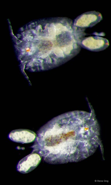 Copepoda sp. "Copepod 3"•&copy; Rene Ong•All Rights Reserved