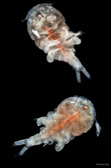 Copepoda sp. "Copepod 4"•&copy; Rene Ong•All Rights Reserved