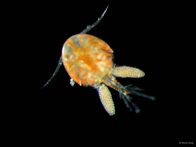 Copepoda sp. "Copepod 5"•&copy; Rene Ong•All Rights Reserved