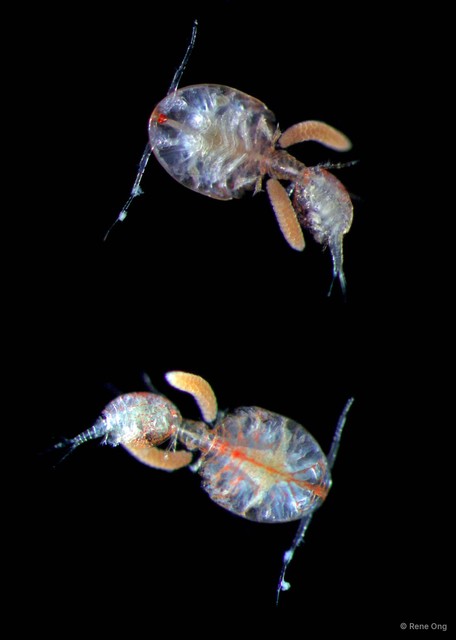 Copepoda sp. "Copepod 6"•&copy; Rene Ong•All Rights Reserved