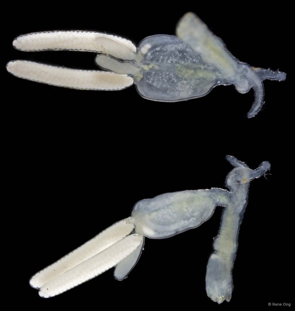 Copepoda sp. "Copepod 7"•&copy; Rene Ong•All Rights Reserved