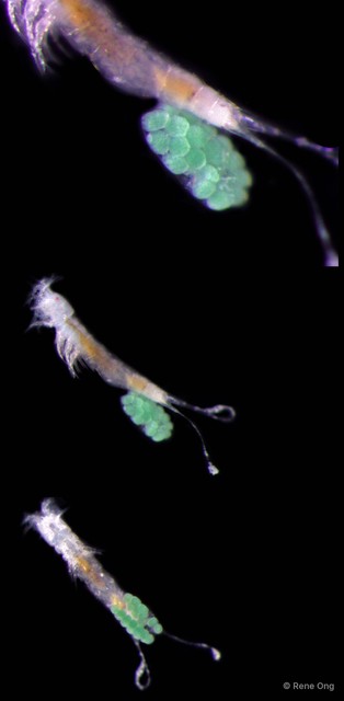 Copepoda sp. "Copepod 8"•&copy; Rene Ong•All Rights Reserved