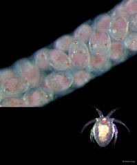 Copepoda sp. "Copepod 9"