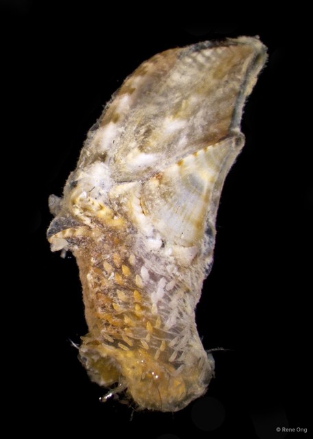 Thoracica sp. "Goose barnacle TR4712A-045"•&copy; Rene Ong•All Rights Reserved