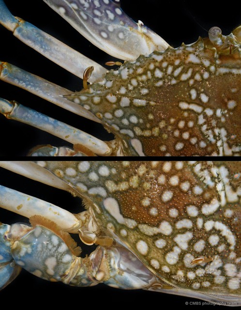 Thoracica sp. "Gooseneck barnacle SS-4806"•&copy; CMBS photography team•All Rights Reserved