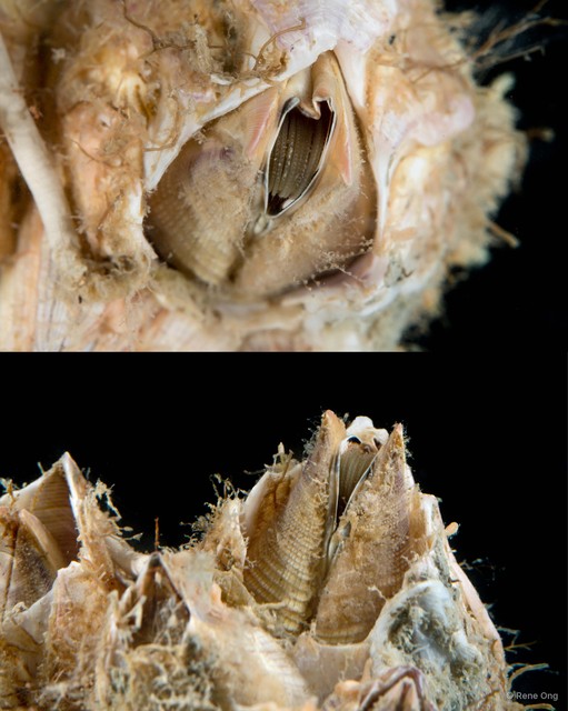 Thoracicalcarea sp. "Sessilia Barnacle 1"•&copy; Rene Ong•All Rights Reserved
