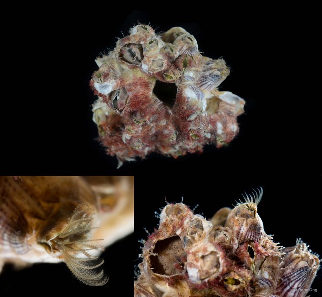 Thoracicalcarea sp. "Sessilia Barnacle 2"•&copy; Rene Ong•All Rights Reserved