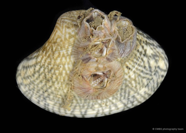 Thoracicalcarea sp. "Sessilia Barnacle 3"•&copy; CMBS photography team•All Rights Reserved