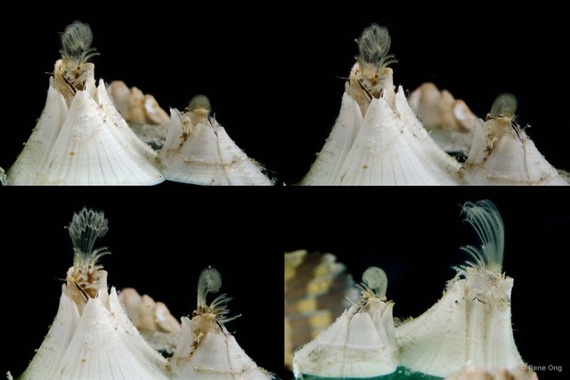 Thoracicalcarea sp. "Sessilia Barnacle 4"•&copy; Rene Ong•All Rights Reserved