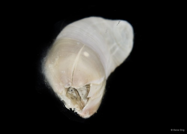 Thoracicalcarea sp. "Sessilia Barnacle SEA-8136"•&copy; Rene Ong•All Rights Reserved