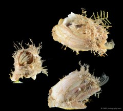 Thoracicalcarea sp. "Sessilia Barnacle SS-4392"