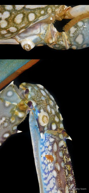 Thoracicalcarea sp. "Sessilia Barnacle SS-4806"•&copy; CMBS photography team•All Rights Reserved