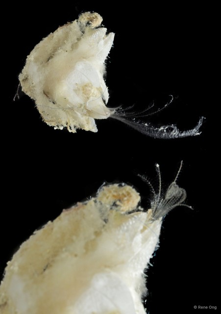 Thoracicalcarea sp. "Sessilia Barnacle SUB-1448"•&copy; Rene Ong•All Rights Reserved