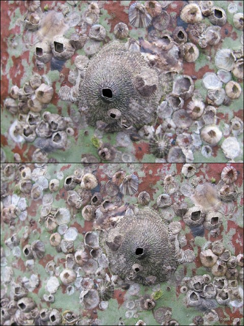 Thoracicalcarea sp. "Sessilia Barnacle"•&copy; Rene Ong•All Rights Reserved