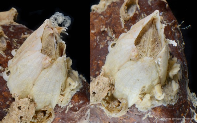 Balanus sp. "c2d79a2d"•&copy; CMBS photography team•All Rights Reserved
