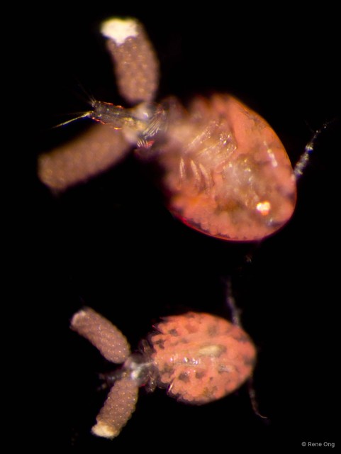 Doridicola sp. "bcca2835"•&copy; Rene Ong•All Rights Reserved