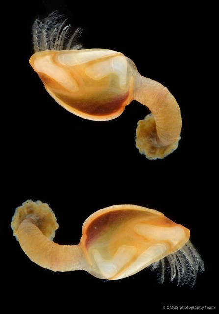 Octolasmis sp. "cf. warwickii"•&copy; CMBS photography team•All Rights Reserved