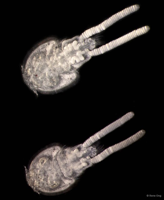 Caligus sp. "bcca2832"•&copy; Rene Ong•All Rights Reserved