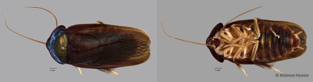 Perisphaerinae sp. "ZRCBDP0071816"•&copy; Maimon Hussin•All Rights Reserved