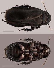 Panesthia sp. "ZRCBDP0071913"