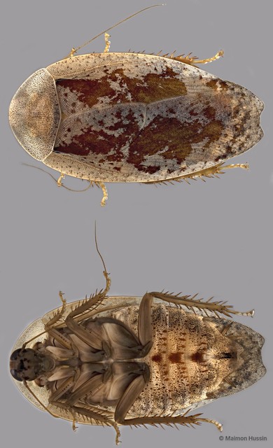 Pseudophoraspis sp. "cf. ZRCBDP0273284"•&copy; Maimon Hussin•All Rights Reserved