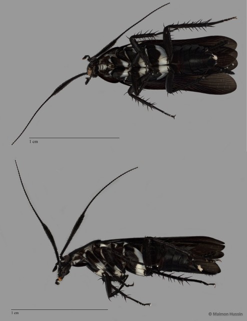 Pseudothyrsocera sp. "ZRCBDP0273295"•&copy; Maimon Hussin•All Rights Reserved