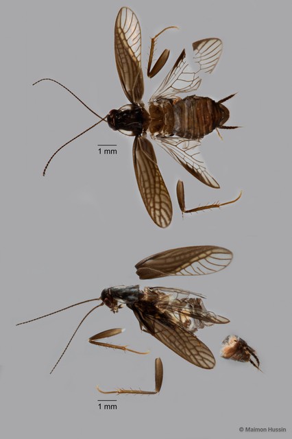 Homopteroidea sp. "ZRCBDP0018339"•&copy; Maimon Hussin•All Rights Reserved