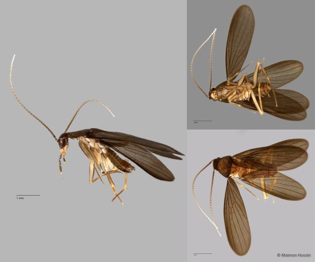 Nocticola pheromosa•&copy; Maimon Hussin•All Rights Reserved