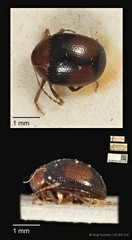 Allacta ornata•&copy; Ang Yuchen•CC BY 4.0