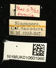 Allacta ornata•All Rights ReservedMuseum Label