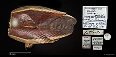 Pseudophyllodromia laticeps•&copy; Ang Yuchen•All Rights Reserved