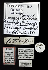 Pseudophyllodromia laticeps•All Rights ReservedMuseum Label