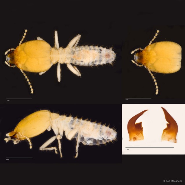 Parrhinotermes microdentiformis•&copy; Foo Maosheng•All Rights Reserved