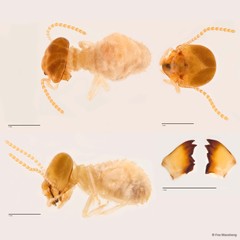 Hypotermes sp. "A"•&copy; Foo Maosheng•All Rights Reserved