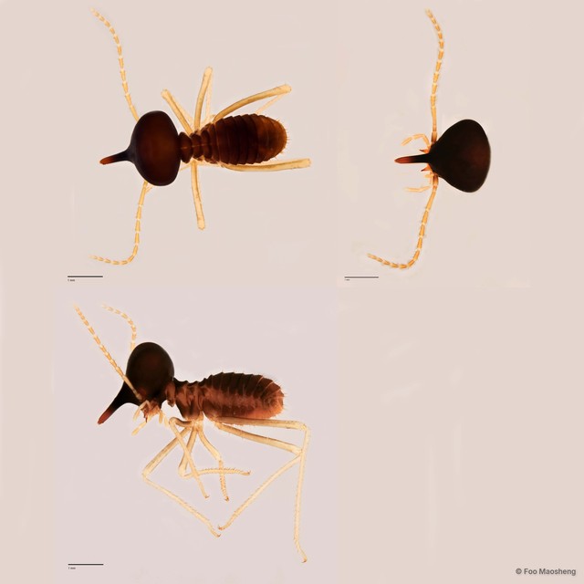 Longipeditermes longipes•&copy; Foo Maosheng•All Rights Reserved
