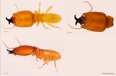Macrotermes beaufortensis•&copy; Foo Maosheng•All Rights Reserved