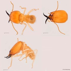 Macrotermes beaufortensis•&copy; Foo Maosheng•All Rights Reserved