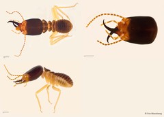 Macrotermes carbonarius•&copy; Foo Maosheng•All Rights Reserved